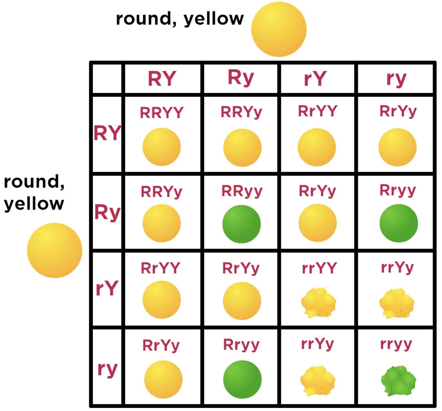 <p>Punnet Square shown in image</p><p>Phenotype ratios = 9:3:3:1</p><p>9 Yellow, round (YYRR, YyRR, YYRr, YyRr)</p><p>3 Green, round (yyRR, yyRr)</p><p>3 Yellow, wrinkled (YYrr, Yyrr)</p><p>1 Green, wrinkled (yyrr)</p>