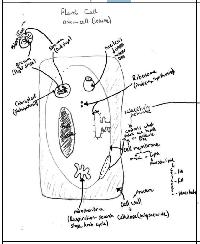 <ul><li><p>Cell wall</p></li><li><p>Cell membrane</p></li><li><p>Cytoplasm</p></li><li><p>Nucleus</p></li><li><p>Chloroplast</p></li><li><p>Ribosome</p></li><li><p>Mitochondria</p></li></ul><p></p>