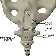 <p><span>The <strong>coccygeal cornua </strong>articulate with the ___ cornua.</span></p>
