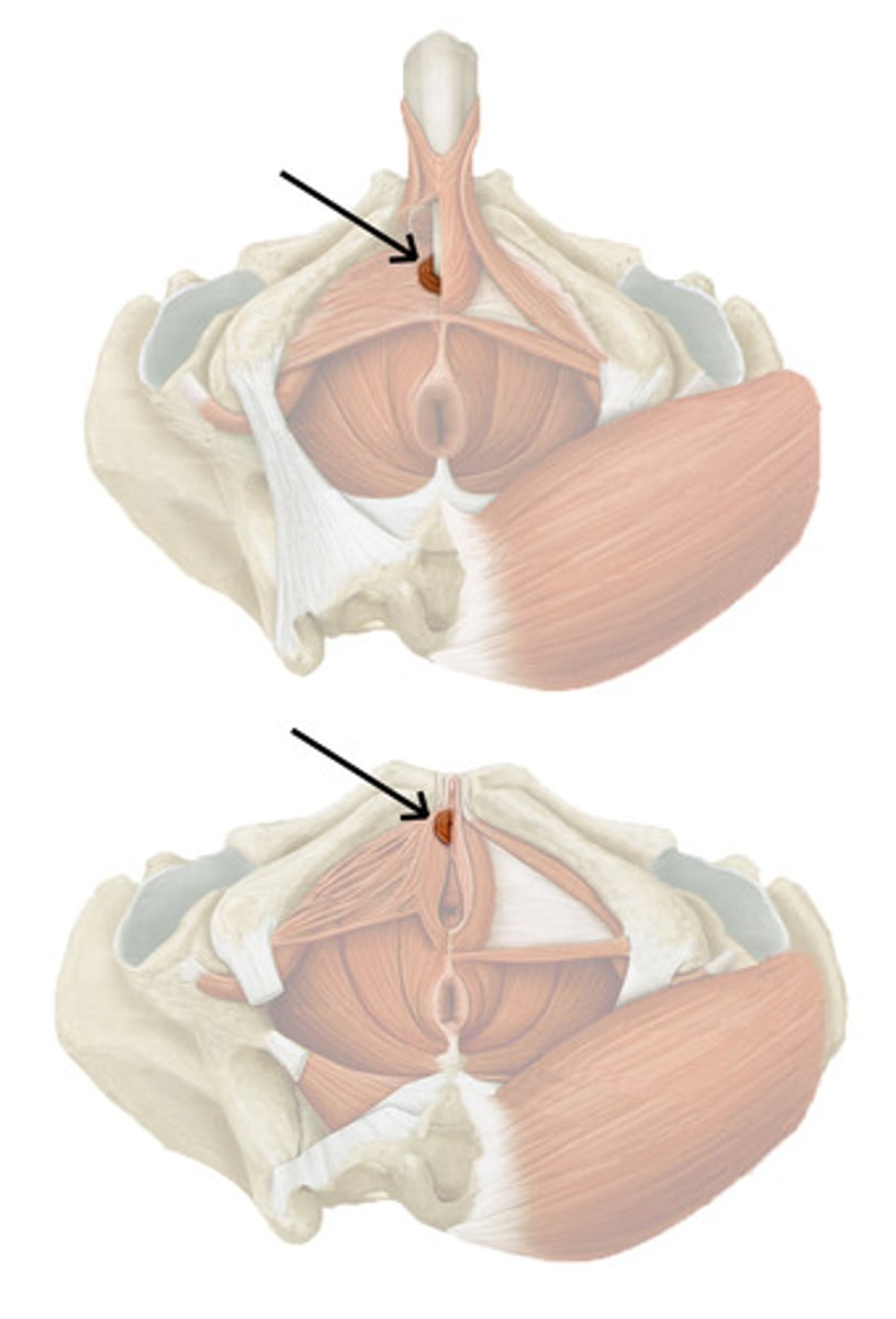 <p>muscular ring that can be consciously controlled to release or hold back urine</p>