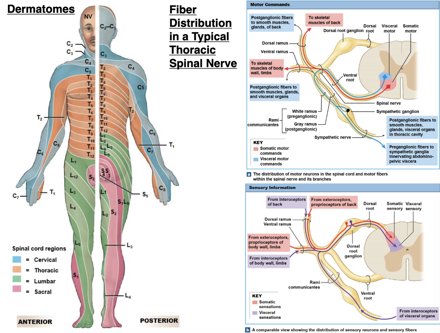 <p>• <mark data-color="blue">Rami communicantes:</mark> 2 additional branches on spinal nerves T 1 → L2 that<br>carry visceral motor fibers to &amp; from nearby<strong> autonomic ganglia</strong><br>•<strong> white ramus communicans</strong><br>•<strong> gray ramus communicans</strong><br>• associated w/ <strong>sympathetic division</strong> of autonomic nervous system</p><p>•<mark data-color="blue"> Dermatomes: </mark>area of skin that provides <u>sensory input</u> to posterior roots of 1<br>pair of spinal nerves or to 1 spinal cord segment<br>• adjacent dermatomes may overlap</p>