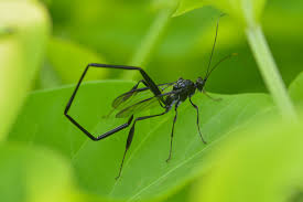<p>Pelecinid wasps</p>