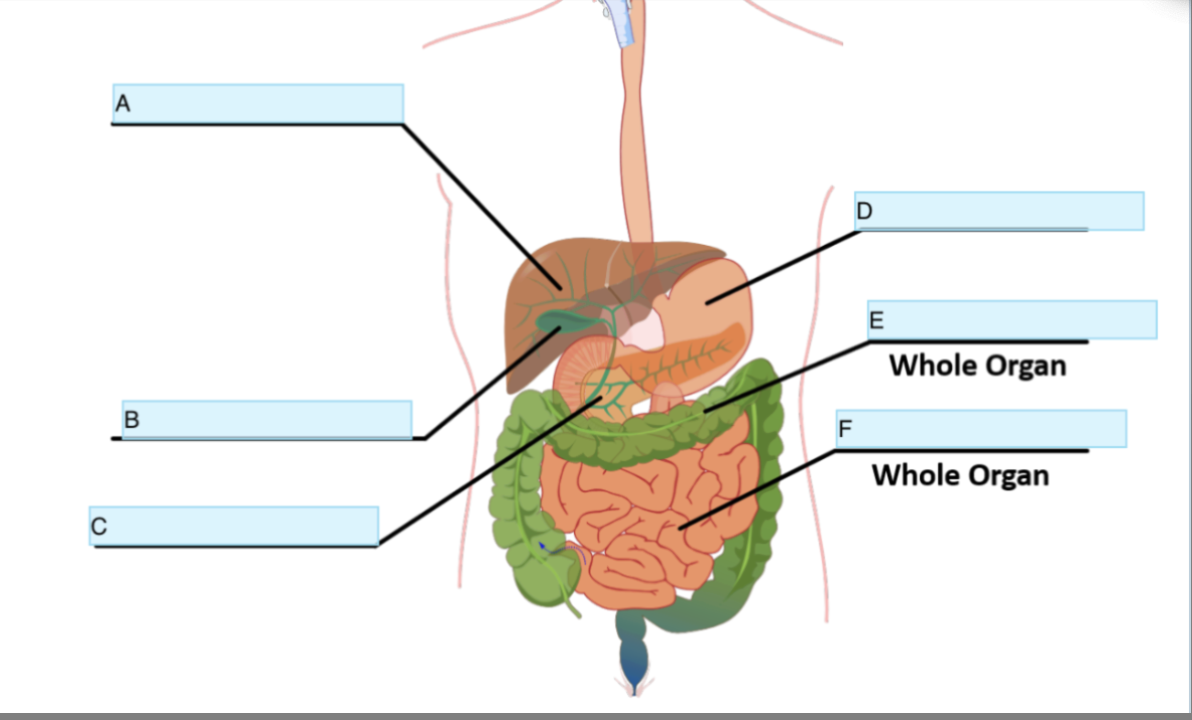 <p>Identify Organ E</p>