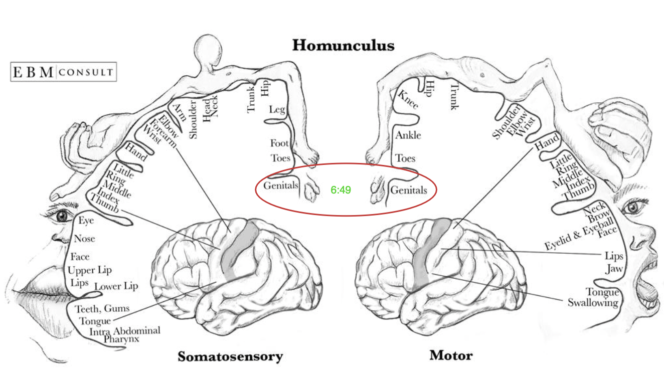 <p>in the midline between leg and knee, near “genitals”</p>