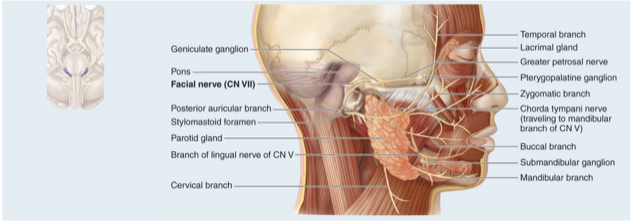 <ul><li><p>Controls muscles of facial expression and provides signals for taste from tongue </p></li><li><p>Mixed nerve that conducts taste sensations from anterior two-thirds of the tongue, relays motor output to muscles of facial expression; lacrimal (tear) gland and most salivary glands</p></li></ul><p></p>