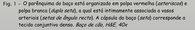 <p>baço - 2º </p><p></p>
