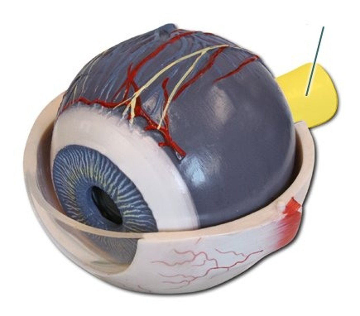 <p>Transmits visual information to the brain.</p>