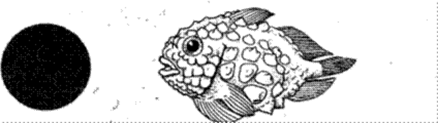 <p>globe-like, porcupine/puffer fish</p>