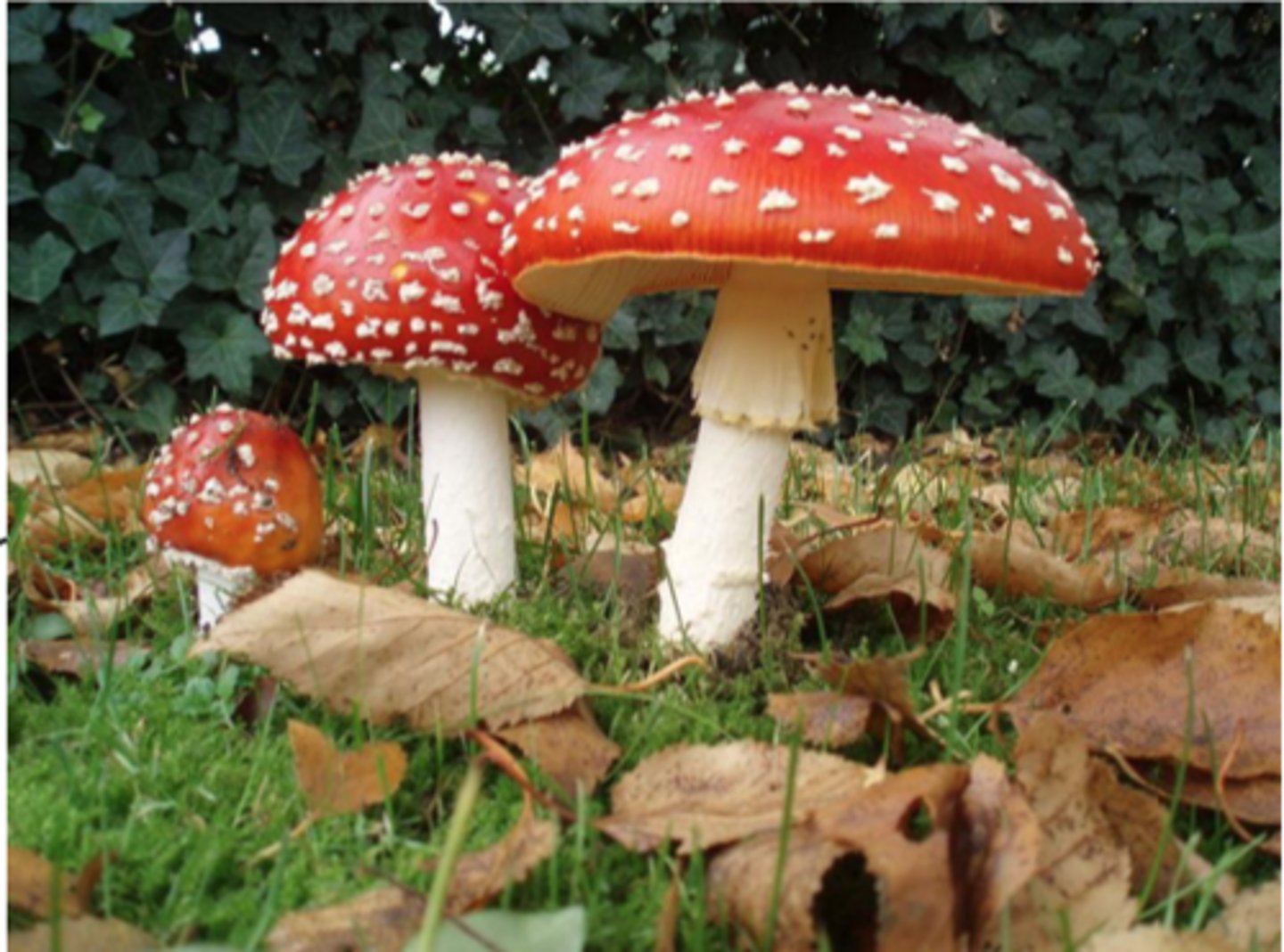 <p>Traits</p><p>- Common in coniferous and mixed forests. Also found in the city!</p><p>- Typically appears in late summer to early fall, often in clusters.</p><p>- Contains toxic compounds that can cause nausea, hallucinations, and confusion if ingested—not safe to eat.</p><p>Appearance</p><p>- Distinctive bright red cap with white, wart-like spots</p><p>Ecological Role</p><p>Forms mycorrhizal relationships with trees—exchanging nutrients through underground root partnerships.</p><p>Cultural role</p><p>- Fly amanita is one of the most iconic mushrooms in the world, often featured in myths, fairytales, and folklore as the classic “toadstool”</p><p>- Seen in storybooks and even video games—thanks to its striking red-and-white appearance.</p>