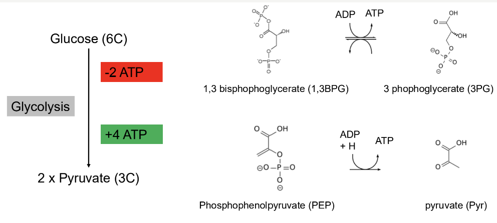 <p>substrate level phosphorylation is a metabolic pathway that converts glucose into pyruvate, producing ATP and NADH in the process. </p>