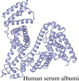 <p>independently folded, compact units in proteins</p><ul><li><p>size: ~25 - ~300 AA residues</p></li><li><p>connected by loops, bound by weak interactions between side chains</p></li><li><p>image contains 3 domains</p></li></ul><p></p>