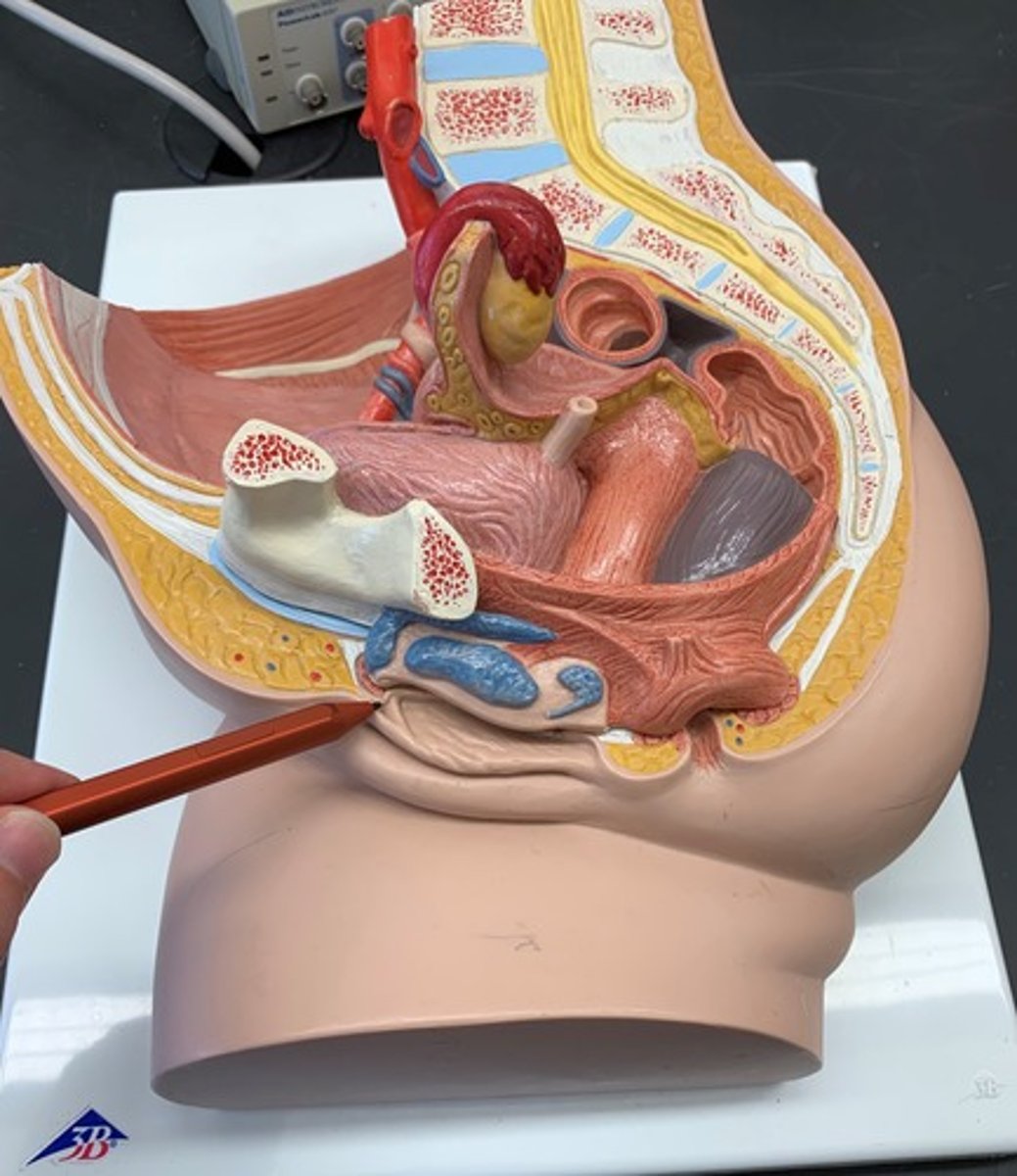 <p>exposed portion of the clitoris</p>