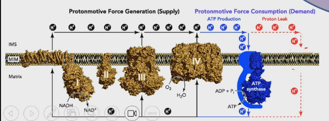 <ul><li><p>Electron transport system in mitochondrial membrane</p></li><li><p>Complex 1-4 take NADH and FADH from oxidation of glucose, fats, sometimes proteins</p></li><li><p>Electrons get passed through the complexes to complex 4 where O2 enters the picture → oxygen gets reduced to water</p></li><li><p>Since O2 has high affinity for electrons, as we are passing electrons through system to O2, there is this release of free energy that takes place</p></li><li><p>These complexes use release of free energy to pump protons across the inner mitochondrial membrane. From inside mitochondrial (mitochondrial matrix) to the inter membrane space (in between inner and outer mitochondrial membrane )</p></li><li><p>Proton gradient gets established across inner mitochondrial membrane, that can be used as an energy source to power synthesis of ATP</p></li><li><p>ATP synthase (in inner mitochondrial membrane) will allow protons to flow back to mitochondrial matrix and dissipate the proton gradient. This releases energy and this energy powers the synthesis of ATP</p></li><li><p>This occurs when protons are able to cross inner mitochondrial membrane Independent of the ATP synthase. When protons find a different way back to mitochondrial matrix bypassing the ATP synthase, there is energy release that is not conserved as ATP, but as heat that leaves the body</p></li><li><p>Mitochondrial electron transport system has to repump protons back to make up for that leak. This leak of protons that we compensate for accounts for 18% of BMR</p></li></ul><p></p>