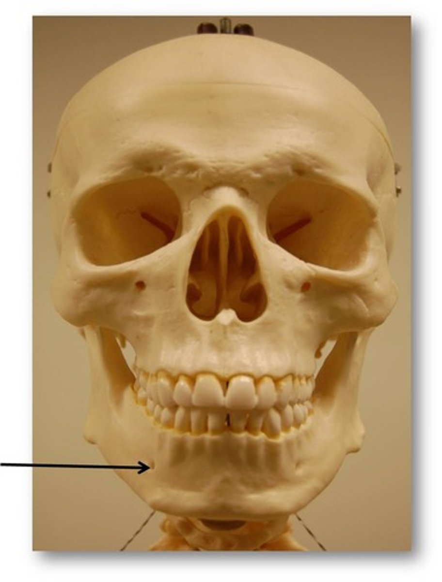 <p>Holes in mandible</p>