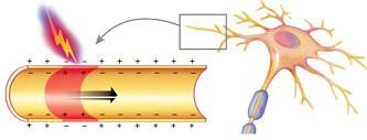 <p>A stimulus triggers the opening of Na+ channels in plasma membrane of the neuron (starting at dendrites) allowing Na+ to rush into neuron</p>