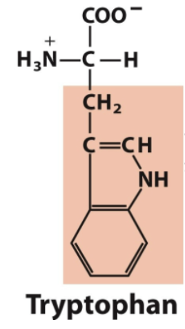<ul><li><p>Trp, W</p></li><li><p>Aromatic </p></li></ul><p></p>