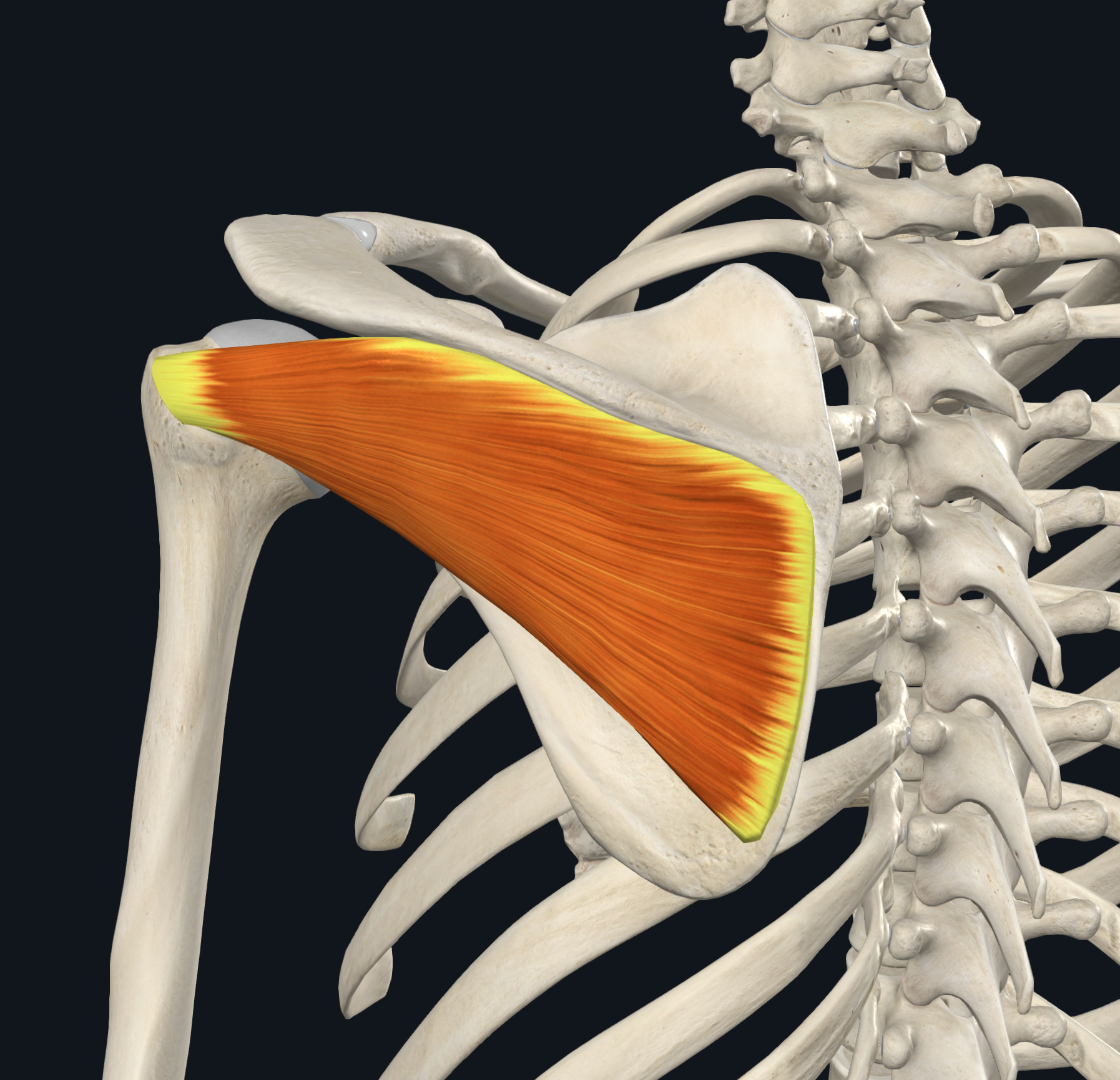 <p>infraspinous fossa of the scapula</p>