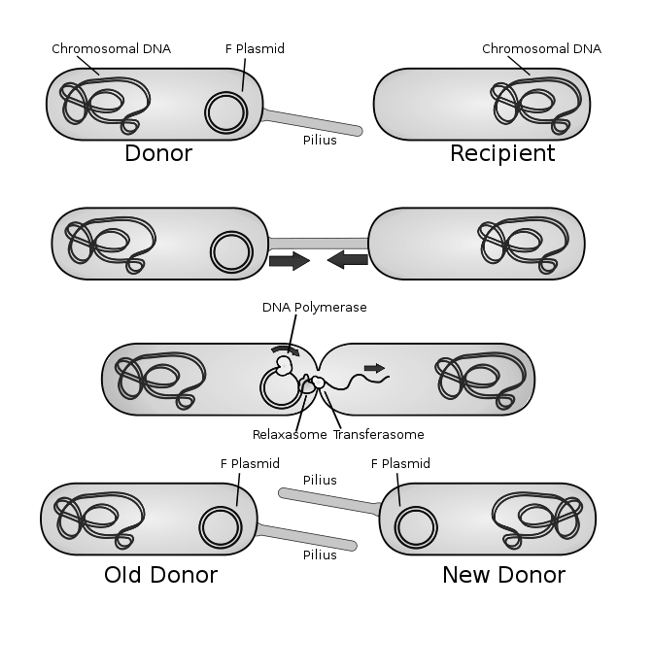 <ol><li><p><strong><u>Donor Cell Preparation</u></strong>: A donor bacterium with an F (fertility) plasmid forms a pilus.</p></li><li><p><strong><u>Attachment</u></strong>: The pilus attaches to the recipient cell. The region of membrane contact is the <span style="color: red"><strong>conjugation bridge</strong></span>.</p></li><li><p><strong><u>DNA Transfer</u></strong>: The plasmid is nicked (by relaxosome), and a single strand is transferred to the recipient through the conjugation bridge (by transferosome).</p></li><li><p><strong><u>Replication</u></strong>: Both cells replicate the DNA strand, forming double-stranded plasmids.</p></li></ol><p></p>