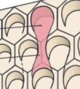 <p>keyhole/ raquet/fish shaped </p>