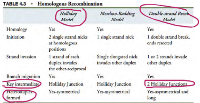 <ol><li><p>holliday model</p></li><li><p>double-strand rebreak model</p></li></ol><p></p>