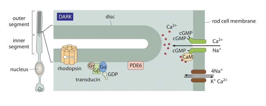 <ul><li><p>In dark, cGMP phosphodiesterase PDE6 is inactive and cGMP can accumulate in rod cell </p></li><li><p>cGMP binds to ligand-gated ion channel (dark green) that is permeable to both Ca and Na </p></li><li><p>Ca transported back out again by exchanger (brown), uses energy from allowing Na and K to run down their gradients to force Ca ions to be transported against its gradient</p></li></ul><p></p>