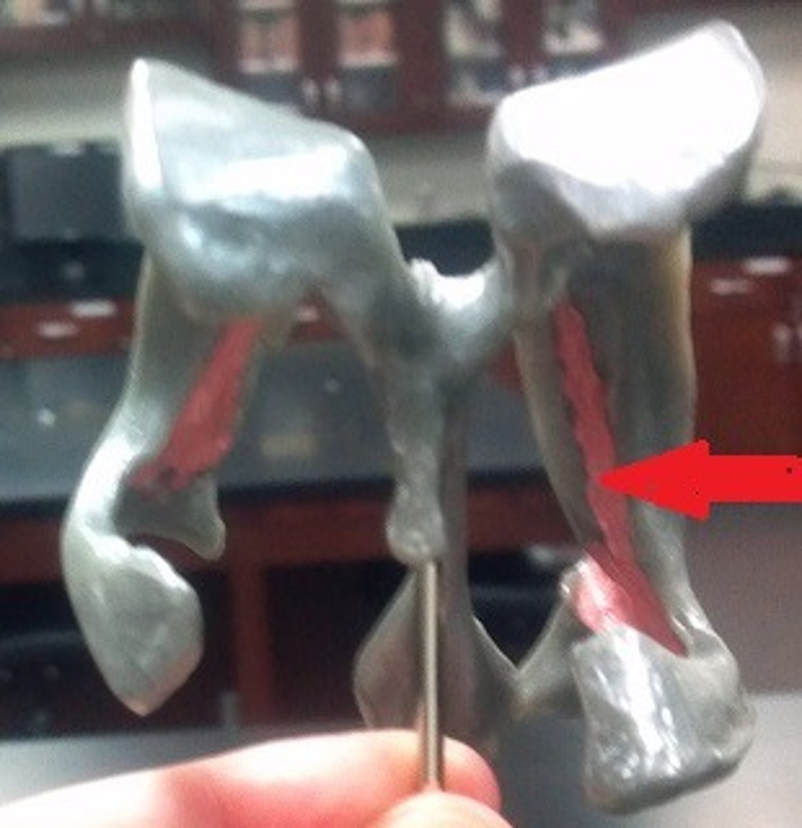 <p>Structure. All pink on model</p>