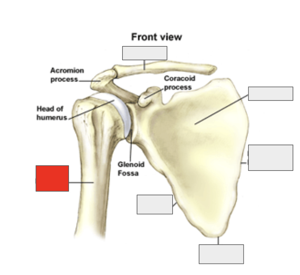 <p>Name the covered bone</p>
