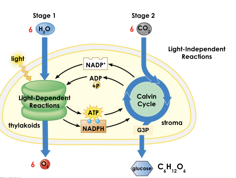 <ul><li><p>endergonic</p></li><li><p>takes in atmospheric CO2 and turns it into food</p></li><li><p>happens in the mesophyll layer of the leaf</p></li><li><p>light energy + 6 (CO2) + 6 (H2O) → C6H1206 + 6 (O2)</p></li></ul>