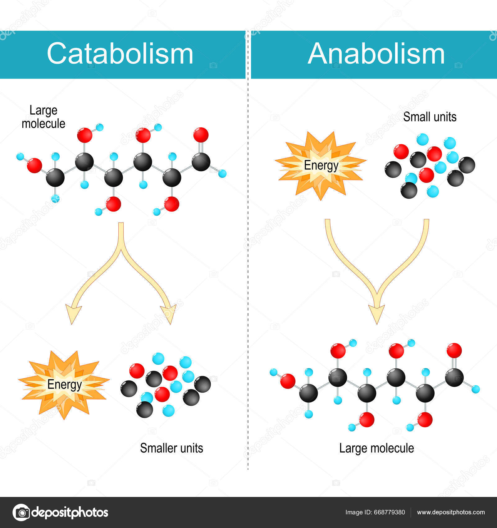<p>Opbouw van grotere moleculen uit kleinere; kost energie.<br>Bijvoorbeeld: eiwitsynthese, fotosynthese. </p>