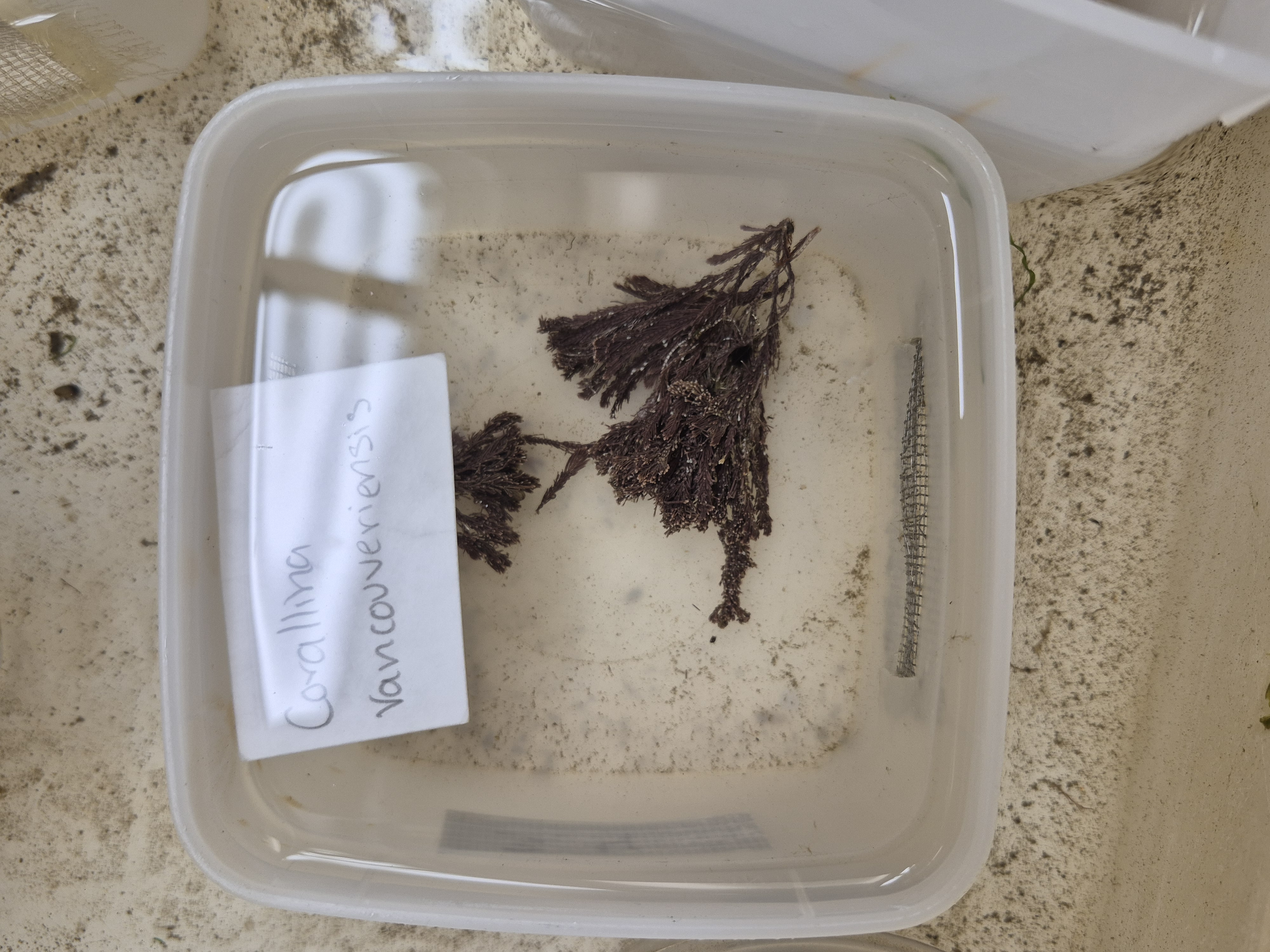 <p>Corallina vancouveriensis</p>