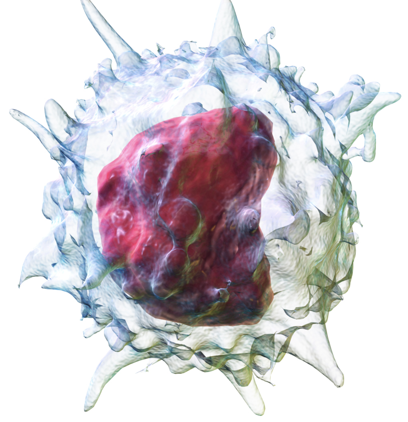 <p>what is the function of the monocytes? (part of leukocytes)</p>