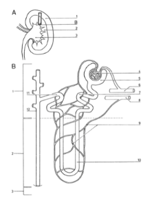 What is \#10 and what is happening in this part of the nephron?
