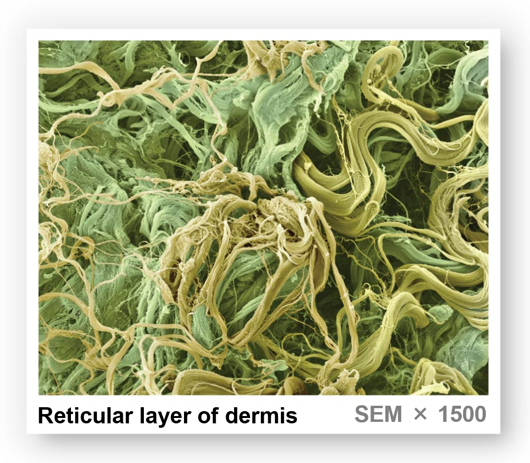 <ul><li><p>dense irregular connective tissue</p></li><li><p>has sensory receptors that detect touch, pressure, pain, vibration, temp</p></li><li><p>blood vessels assist in thermoregulation</p></li><li><p>contains larger blood vessels, lymphatics &amp; nerve fibers</p></li><li><p>composed of collagen &amp; elastic fibers</p><ul><li><p>provides skin with flexibility &amp; resilience properties</p></li></ul></li></ul><p></p>