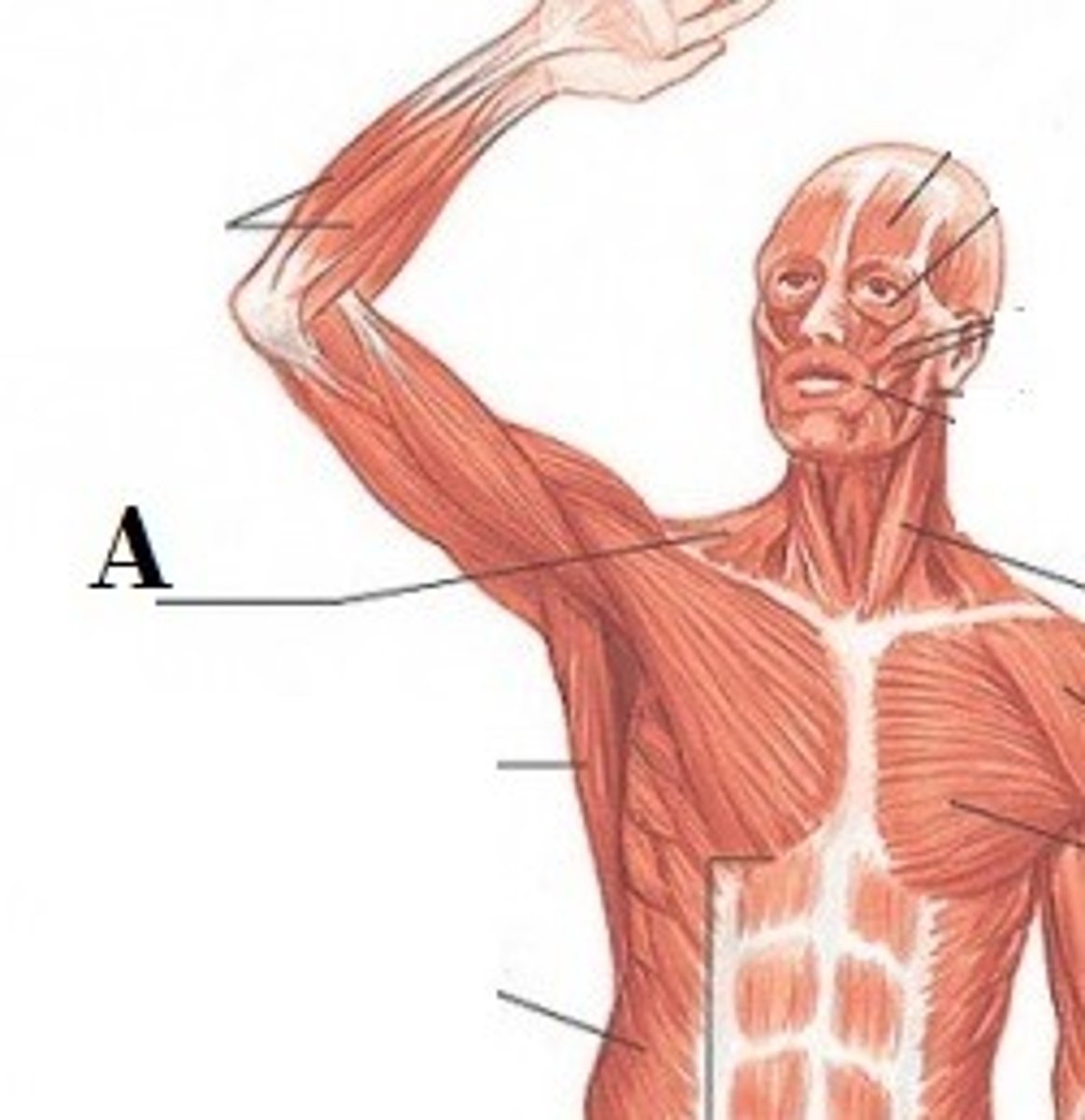 <p>DEFINITION</p><p>used to tilt and turn the head and neck, shrug, steady the shoulders, and twist the arms.</p>
