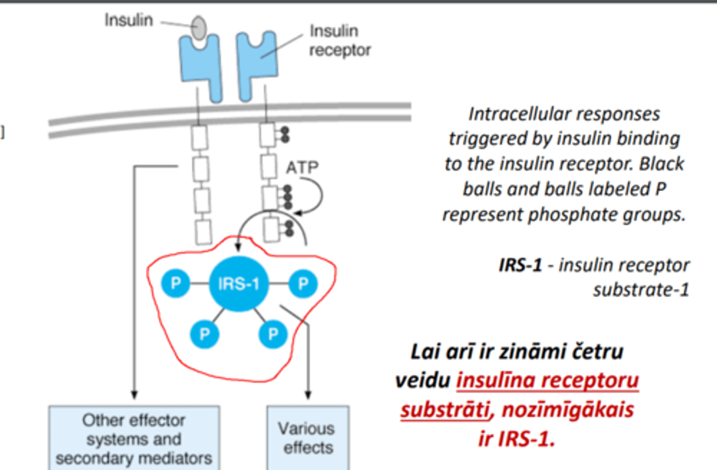 <p>IRS -1</p>