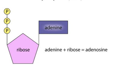 <p>Structure of RNA</p>