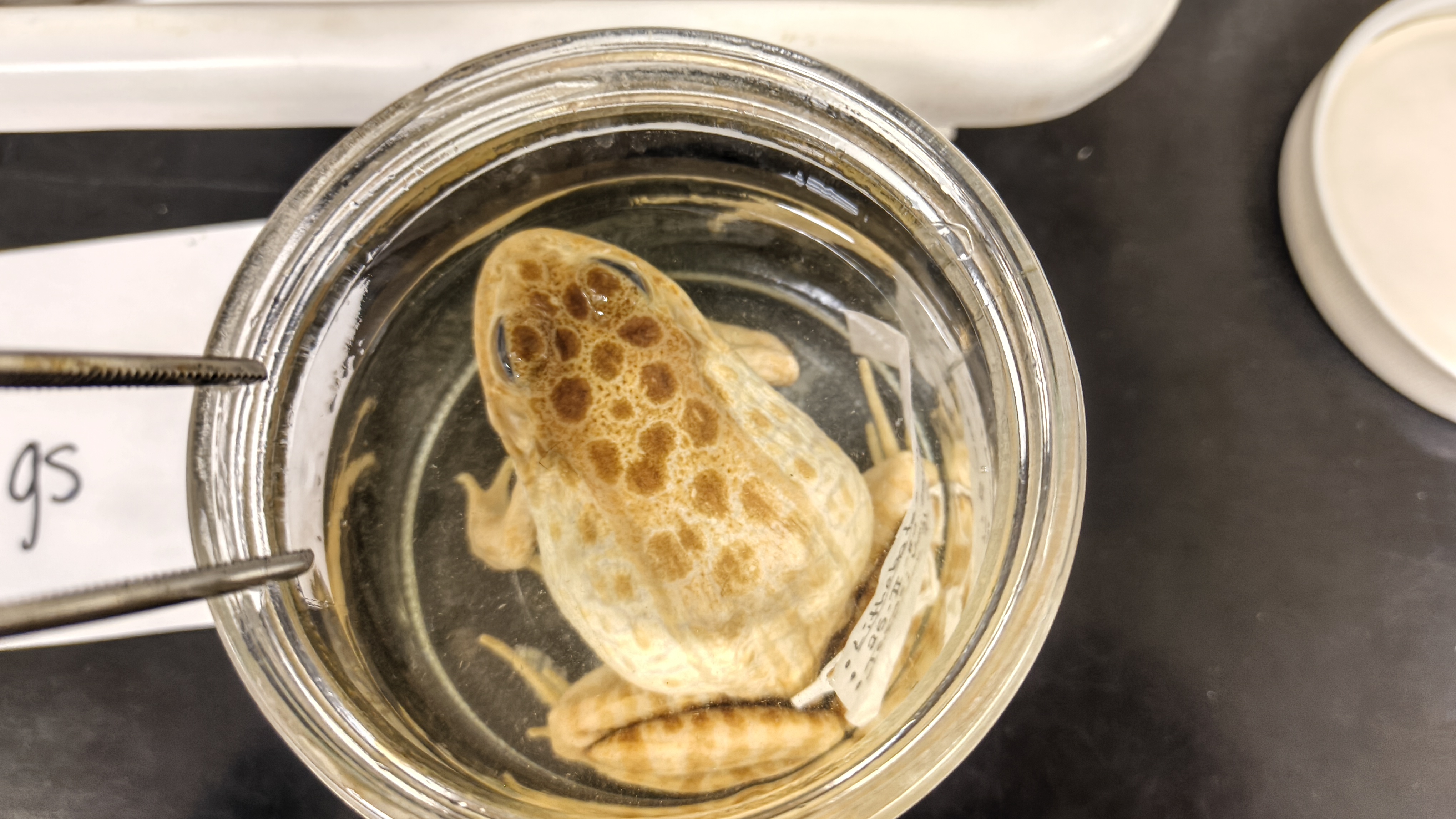 <p>Ranidae Rana areolata</p>