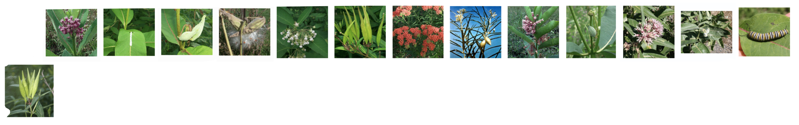 <p>cardiac glycosides, neurotoxic alkaloids, irritant terpenoids</p>