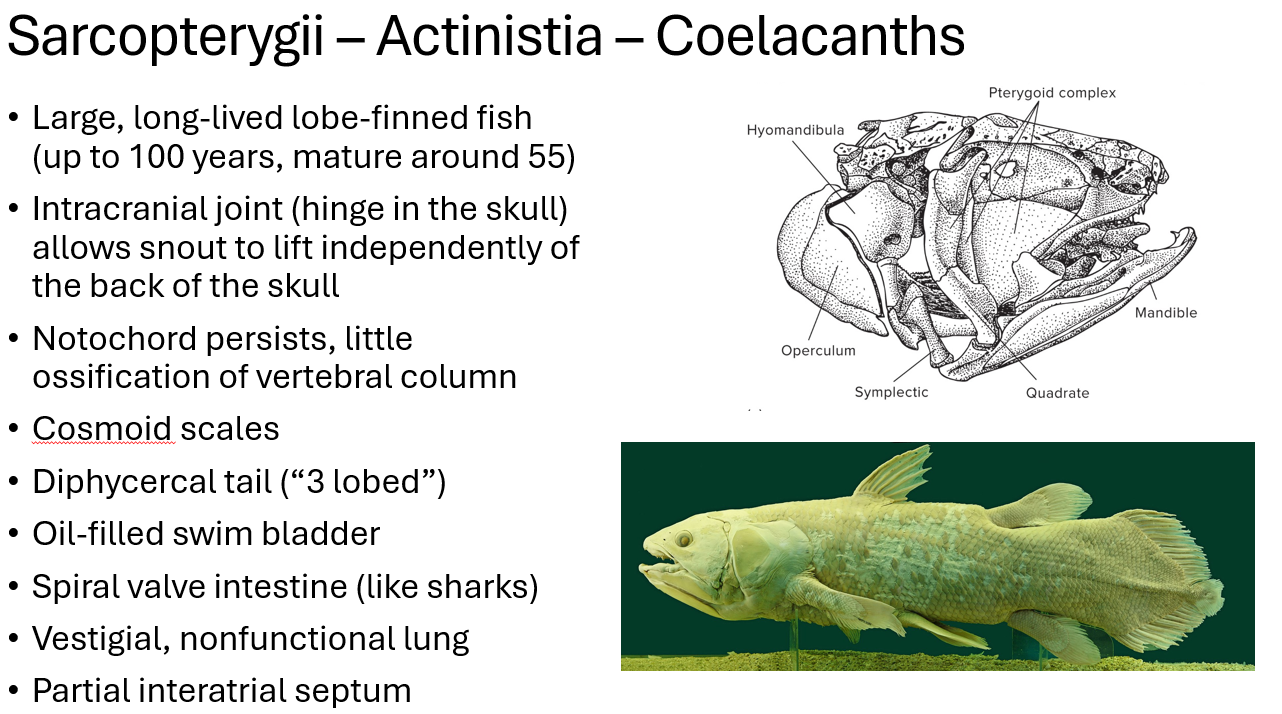 <p><span>•Large, long-lived lobe-finned fish (up to 100 years, mature around 55)</span></p><p><span>•Intracranial joint/hinge in the skull tht allows snout to lift independently of the back of the skull</span></p><p><span>•Notochord persists, little ossification of vertebral column</span></p><p><span>•Cosmoid scales</span></p><p><span>•Diphycercal tail/3 lobed fin</span></p><p><span>•Oil-filled swim bladder/sac used for buoyancy</span></p><p><span>•Spiral valve intestine (like sharks)</span></p><p><span>•Vestigial, nonfunctional lung</span></p><p><span>•Partial interatrial septum/partial divider in atrium </span></p>