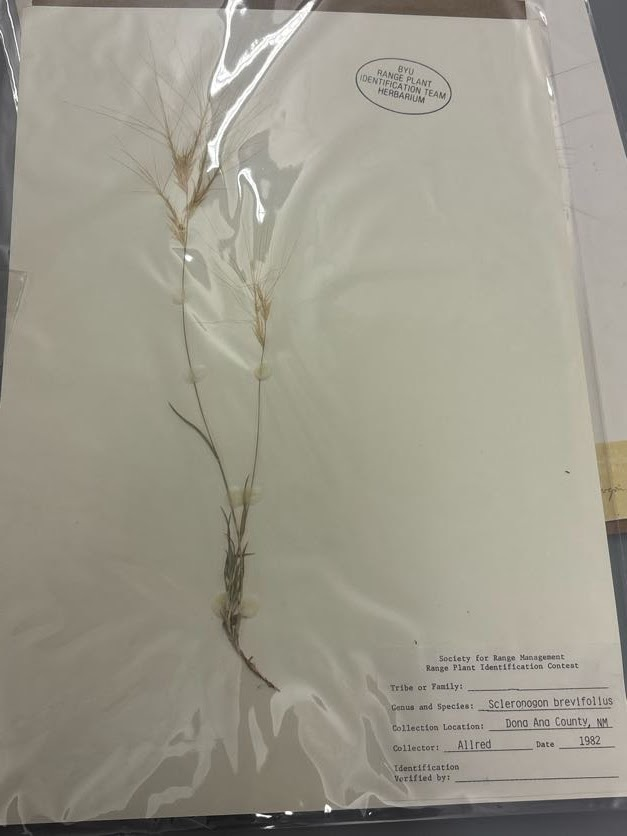 <p>Eragrosteae - Scleropogon brevifolius - burrograss </p>