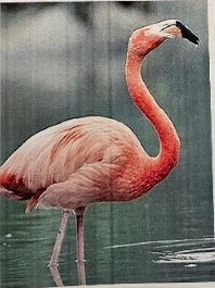 <p>the bill is deflected at an angle (usually down) </p>