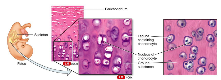 <ul><li><p>cartilage</p></li><li><p>is the most abundant type of cartilage; it covers the ends of long bones and parts of the ribs, nose, trachea, bronchi, and larynx.</p></li><li><p>It provides a smooth surface for joint movement.</p></li></ul><p></p>