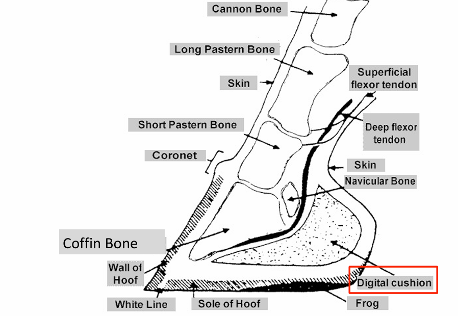 <ul><li><p>Wedge-shaped mass of fibrous and fatty tissue that is located INSIDE the hoof and functions to absorb concussive forces</p></li></ul><p></p>