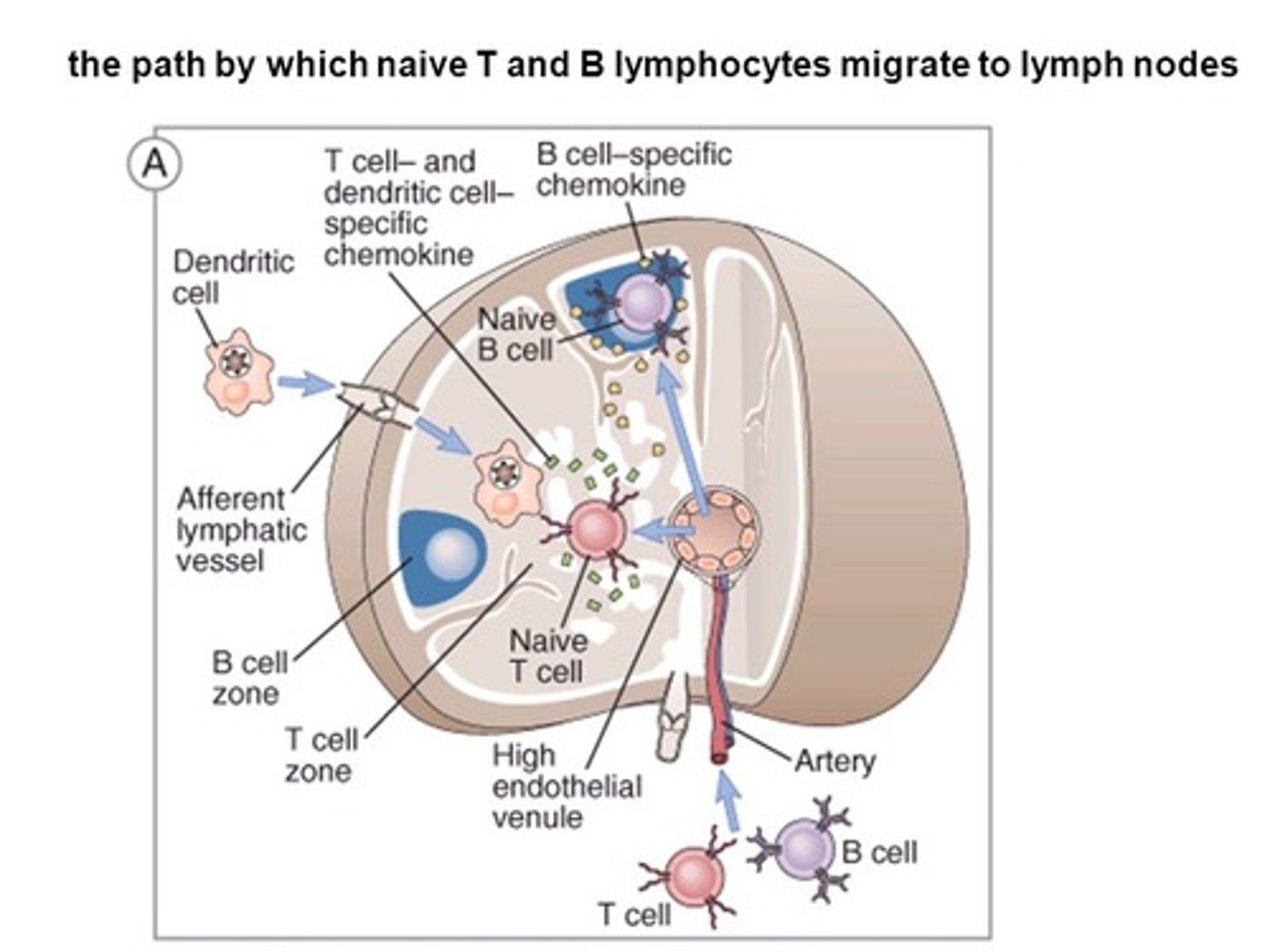 <p>(B) Lymph Nodes</p><p>Naive B Cells will be found in the Lymph Nodes, waiting to be activated by antigens.</p>