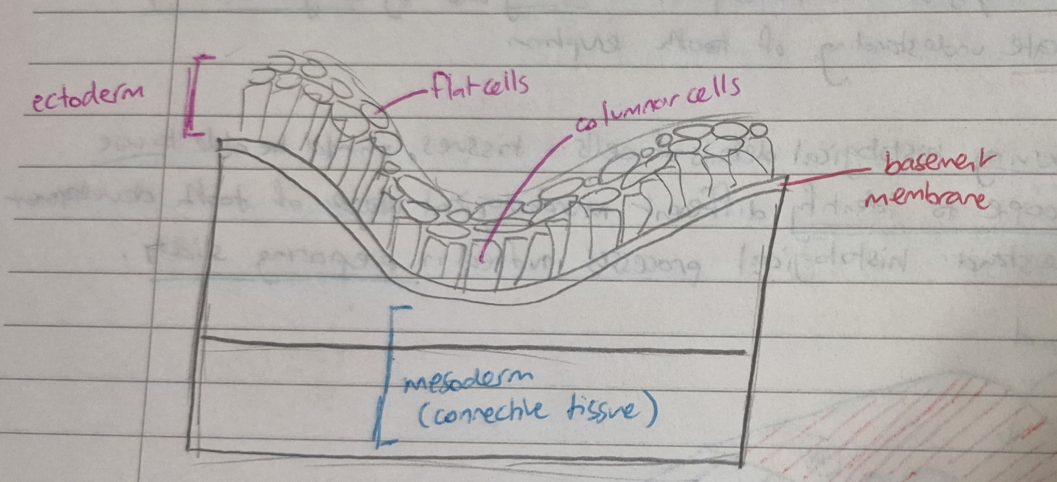 <ul><li><p>a layer of superficial flat cells</p></li><li><p>a layer of lower columnar cells</p></li><li><p>ectoderm rests on a basement membrane and then a lower layer of connective tissue (mesoderm)</p></li></ul><p></p>