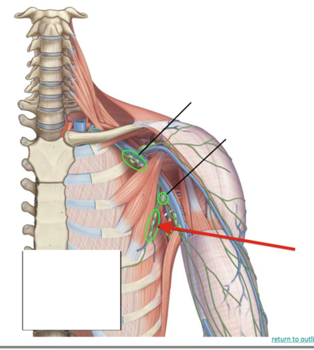<p>Location: Along the pectoralis minor muscle</p><p>Description: Receives lymph from the skin and muscles of the anterior thorax</p>