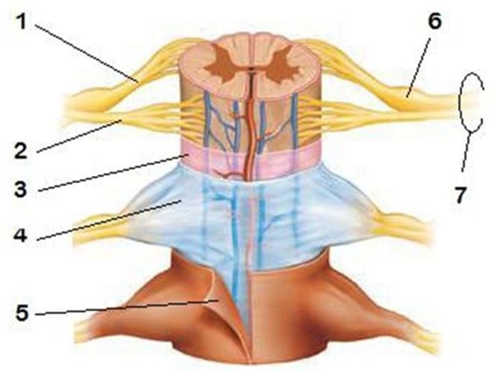 <p>specialized membranes that provide protection, stability, and shock absorption; continuous with cranial meninges</p>