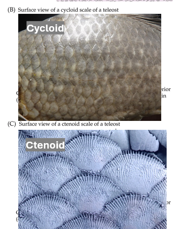 <p>They have derived <strong>a lack of ganoine in their scales</strong>, unlike the ancestral Actinopterygian state</p><ul><li><p>Most <strong>basal </strong>teleosts have <strong>cycloid </strong>scales (round)</p></li><li><p>More <strong>derived </strong>teleosts often have <strong>ctenoid </strong>scales (comblike)</p></li></ul><p></p>