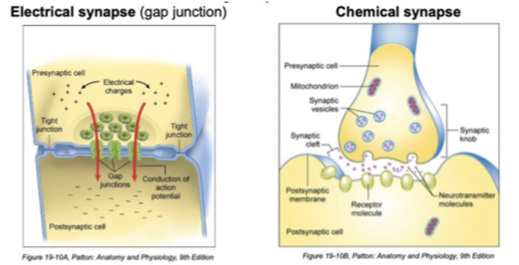 <p>Electrical synapse vs Chemical synapse </p>