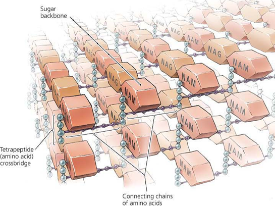 <p>Can you label, describe and explain what this diagram is/shows?</p>